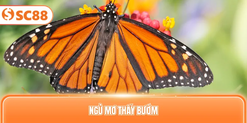 Ngủ mơ thấy bướm