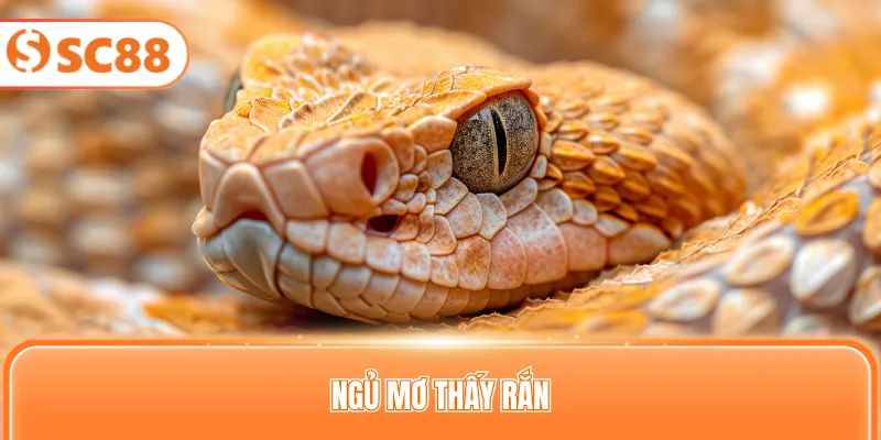 Ngủ mơ thấy rắn