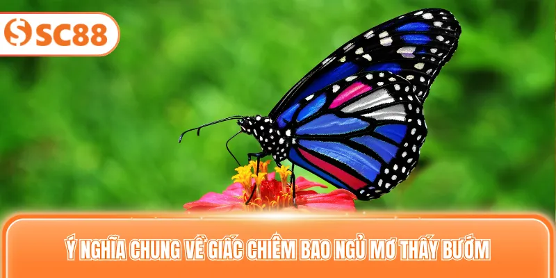 Ý nghĩa chung về giấc chiêm bao ngủ mơ thấy bướm